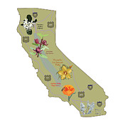 California Native Plants Digital Art by Jessy Chaidez