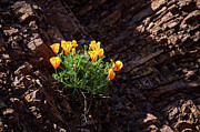 California Poppies on the Rocks Photograph by Bonnie Follett