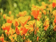 California Poppies Photograph by Rebecca Herranen