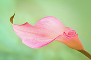Calla Curves Photograph by Elvira Peretsman