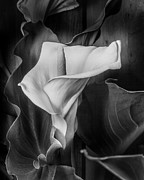 Calla Lily II Photograph by Lynn Davis