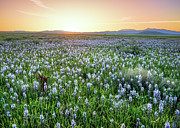 Camas Prairie Idaho 73 Photograph by Leland D Howard