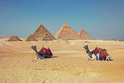 Camels in Giza Photograph by Manjik Pictures