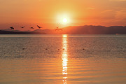 Canada Geese on Yellowstone Lake, Yellowstone National Park Photograph by The Yellowstone Collection