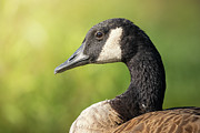 Canada Goose In Nature Photograph by Jordan Hill