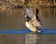 Canada Goose  Photograph by Jim Thompson