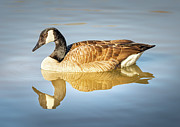 Canada Goose Lake Reflection Photograph by Jordan Hill Canada Goose Lake Reflection Photograph by Jordan Hill
