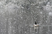 Canadian Goose in Snow 1 Photograph by Melissa Southern