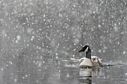 Canadian Goose in Snow 2 Photograph by Melissa Southern