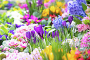 Canadian Spring Photograph by Marilyn Cornwell