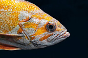Canary Rockfish - Saved From Extinction Photograph by KJ Swan Canary Rockfish - Saved From Extinction Photograph by KJ Swan