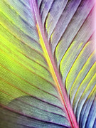 Canna 9 Photograph by Jill Love