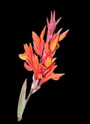 Canna Lily Photograph by Allen Nice-Webb Canna Lily Photograph by Allen Nice-Webb