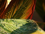 Canna Lily Stripes Photograph by Richard Thomas