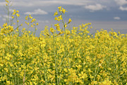 Canola Photograph by Wilko van de Kamp Fine Photo Art