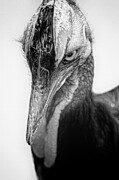 Cantankerous Cassowary Digital Art by Tom Gehrke
