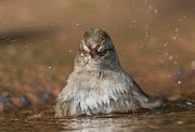 Canyons towhee taking a Bath Photograph by Puttaswamy Ravishankar