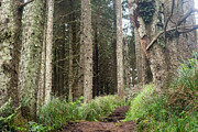 Cape Perpetua Forest Photograph by Diane Moller Cape Perpetua Forest Photograph by Diane Moller