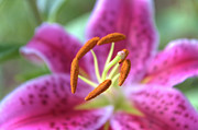 Captivating Stargazer Lily Photograph by Amy Dundon