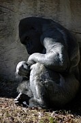 Captive Photograph by DArcy Evans
