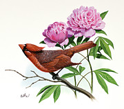 Cardinal and Peony Painting by Don Balke Cardinal and Peony Painting by Don Balke
