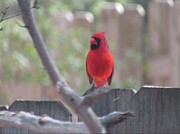 Cardinal  Photograph by Jam Art