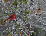 Cardinal Romance Digital Art by Constance Woods