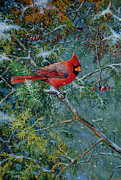 Cardinal Painting by Scott Zoellick
