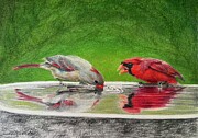 Cardinals Drawing by Marlene Little