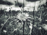 Carline Thistle Wild Flower Photograph by Marco Sales Photography