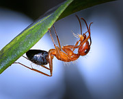 Carpenter Ant Carrying Aphid Photograph by Mark Andrew Thomas Carpenter Ant Carrying Aphid Photograph by Mark Andrew Thomas