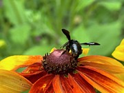 Carpenter Bee 1 Photograph by Catherine Wilson