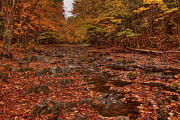 Carpet Of Leaves On Big Sandy Creek Photograph by Dale Kauzlaric