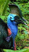 Cassowary Portrait Photograph by Robert Bociaga