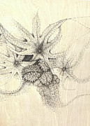 Castor Bean Seed Drawing by Franci Hepburn