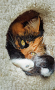 Cat in the House Photograph by Rick Deacon