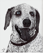 Catahoula Leopard Dog Drawing by Terri Mills