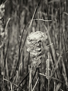 Cattail in bloom Photograph by Charles Floyd