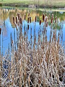 Cattails Photograph by Leslie Brashear