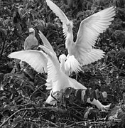Cattle Egret Photograph by David McKinney Cattle Egret Photograph by David McKinney