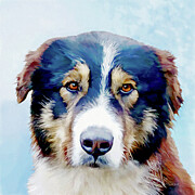 Caucasian Sheep Dog in Blue Digital Art by Bamalam Art