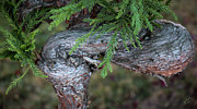 Cedar Infinity Photograph by D Lee