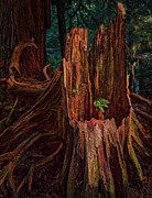 Cedar Stump Photograph by Thomas Hall