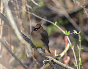 Cedar Waxwing 7 Photograph by David Armstrong