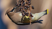 Cedar Waxwing. Photograph by Paul Martin