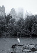 New York- Central Park Photograph by Anorel