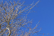 Cerulean Winter Photograph by Mike Smale Cerulean Winter Photograph by Mike Smale