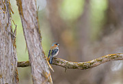 Chaffinch Photograph by Puttaswamy Ravishankar