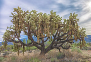 Chained-fruit Cholla  Photograph by Jonathan Nguyen