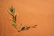 Challenge of Gobi desert Photograph by Elbegzaya Lkhagvasuren